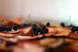 Image-preview_300x200