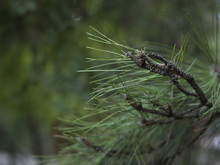 Image-rectangle_220_165