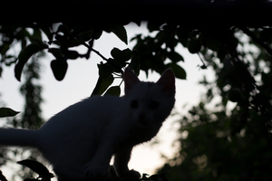 Image-preview_300x200