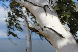 Image-preview_300x200