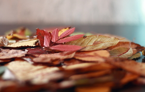 Image-preview_300x200