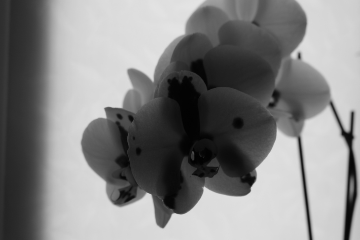 Image-normal