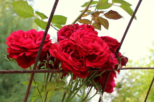 Image-preview_300x200