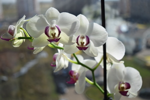 Image-preview_300x200