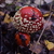 Image-square_50