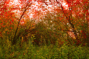 Image-preview_300x200
