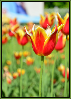 Image-preview_300x200