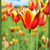 Image-square_50