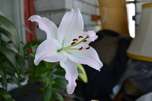 Image-preview_300x200
