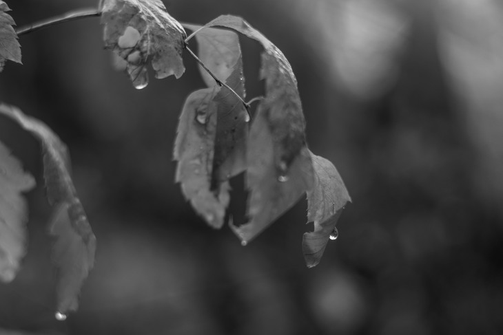 Image-normal