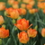 Image-square_50