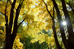 Image-preview_300x200
