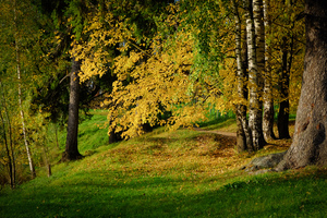 Image-preview_300x200
