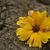 Image-square_50
