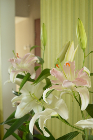 Image-preview_300x200