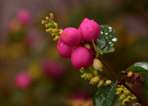 Image-preview_300x200