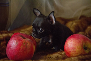 Image-preview_300x200