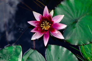 Image-preview_300x200