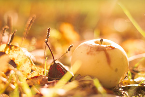 Image-preview_300x200