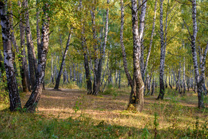 Image-preview_300x200