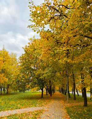 Image-preview_300x200