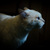 Image-square_50