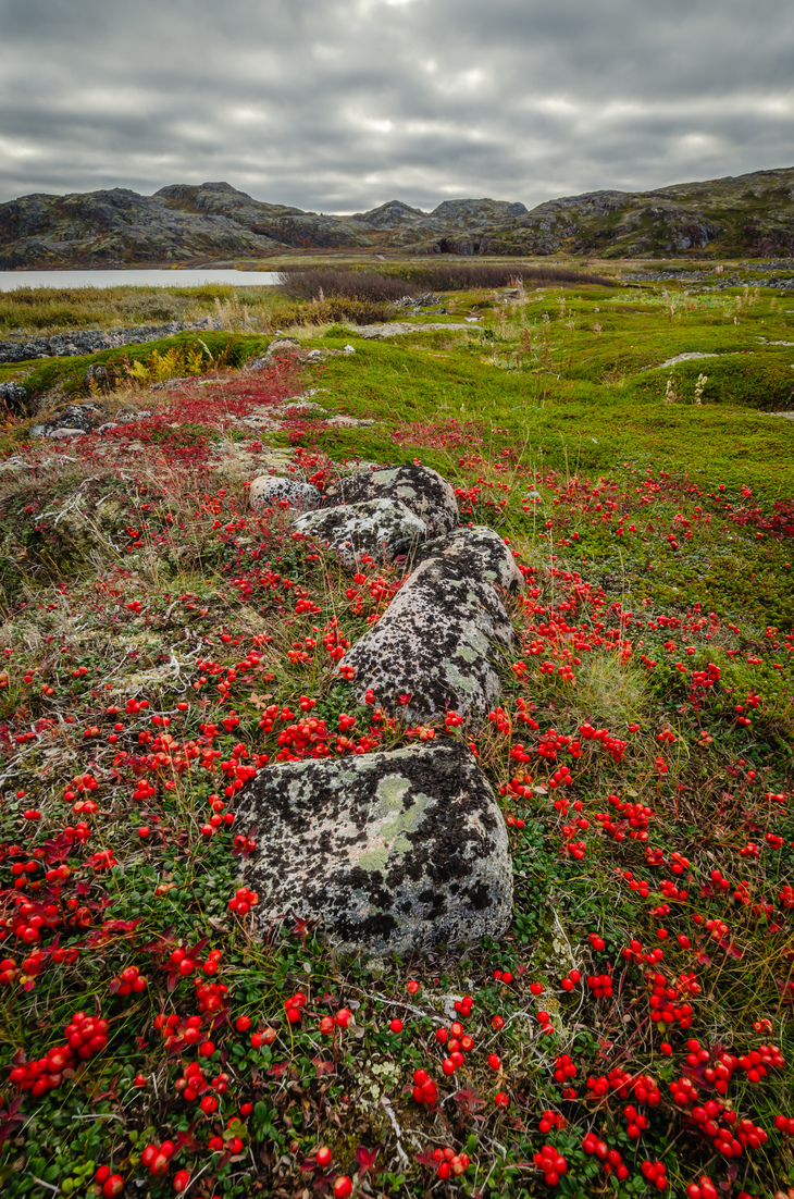 Тундра в мае фото