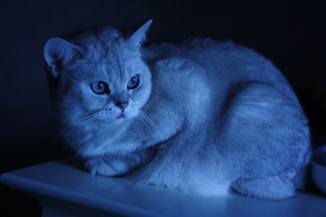 Image-preview_300x200