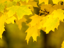 Image-rectangle_220_165