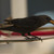 Image-square_50