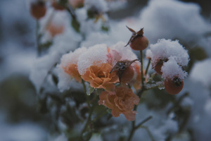 Image-preview_300x200
