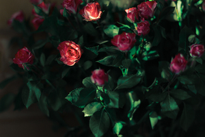 Image-preview_300x200