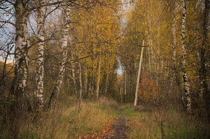 Image-preview_300x200
