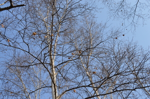 Image-preview_300x200