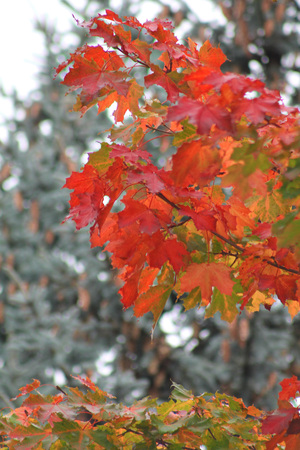 Image-preview_300x200