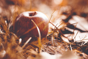 Image-preview_300x200