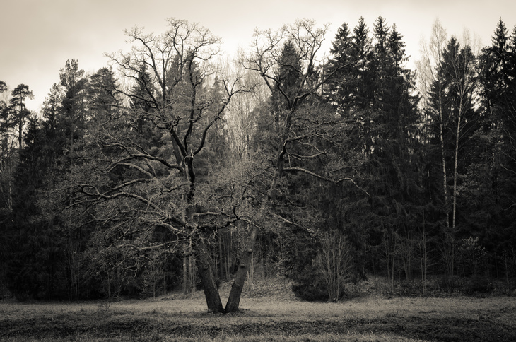 Image-normal