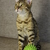 Image-square_50