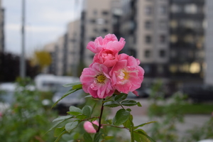 Image-preview_300x200
