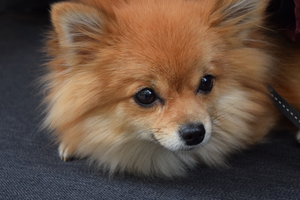 Image-preview_300x200