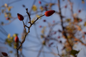 Image-preview_300x200