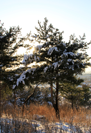 Image-preview_300x200