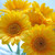 Image-square_50