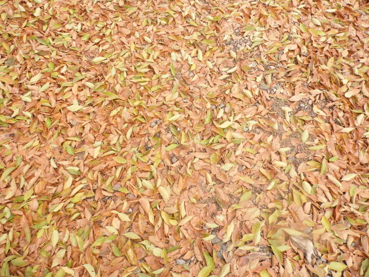Image-normal