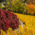 Image-square_50