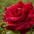 Image-square_50