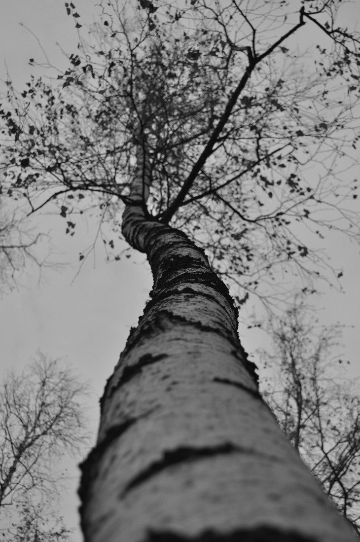 Image-normal