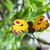 Image-square_50