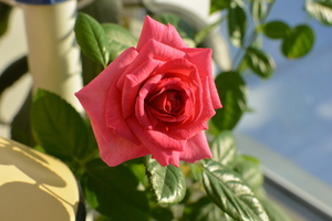 Image-preview_300x200