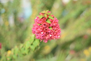 Image-preview_300x200